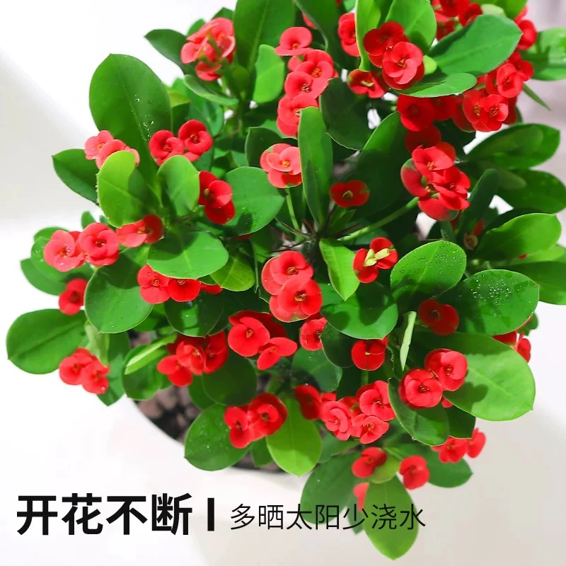 【虎刺梅】新 铁海棠四季开花耐寒耐热盆栽花卉绿植