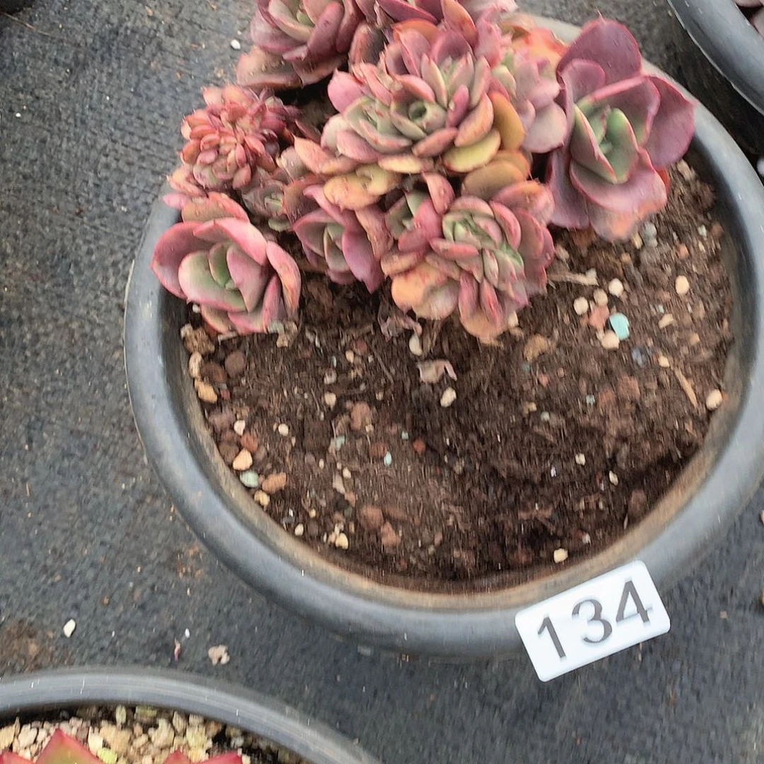 134 一物一拍多肉