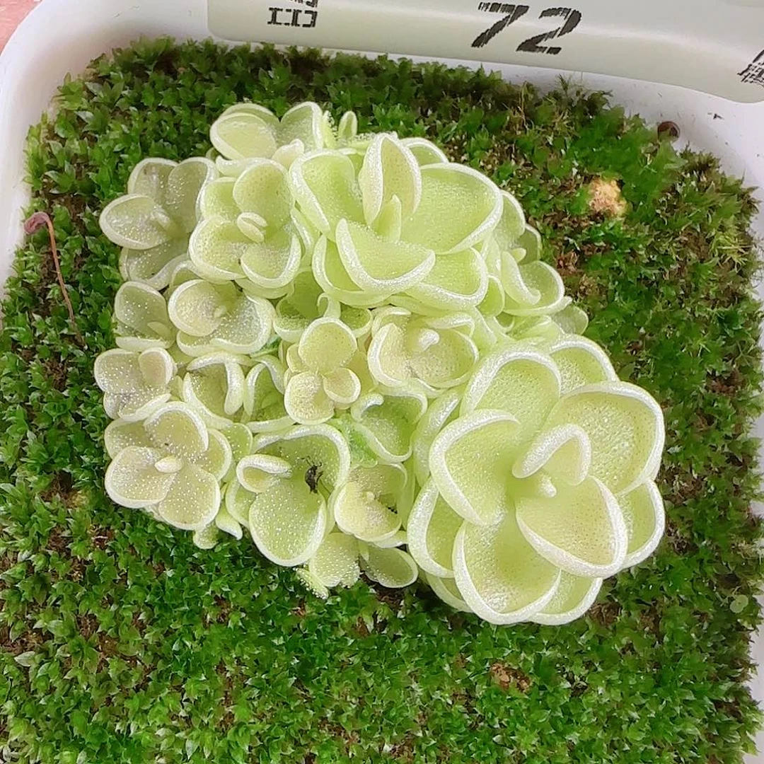 0917---72爱丽丝，