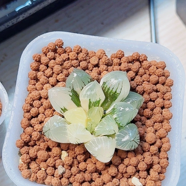 美***达无花朵十二卷 糯米锦 福利