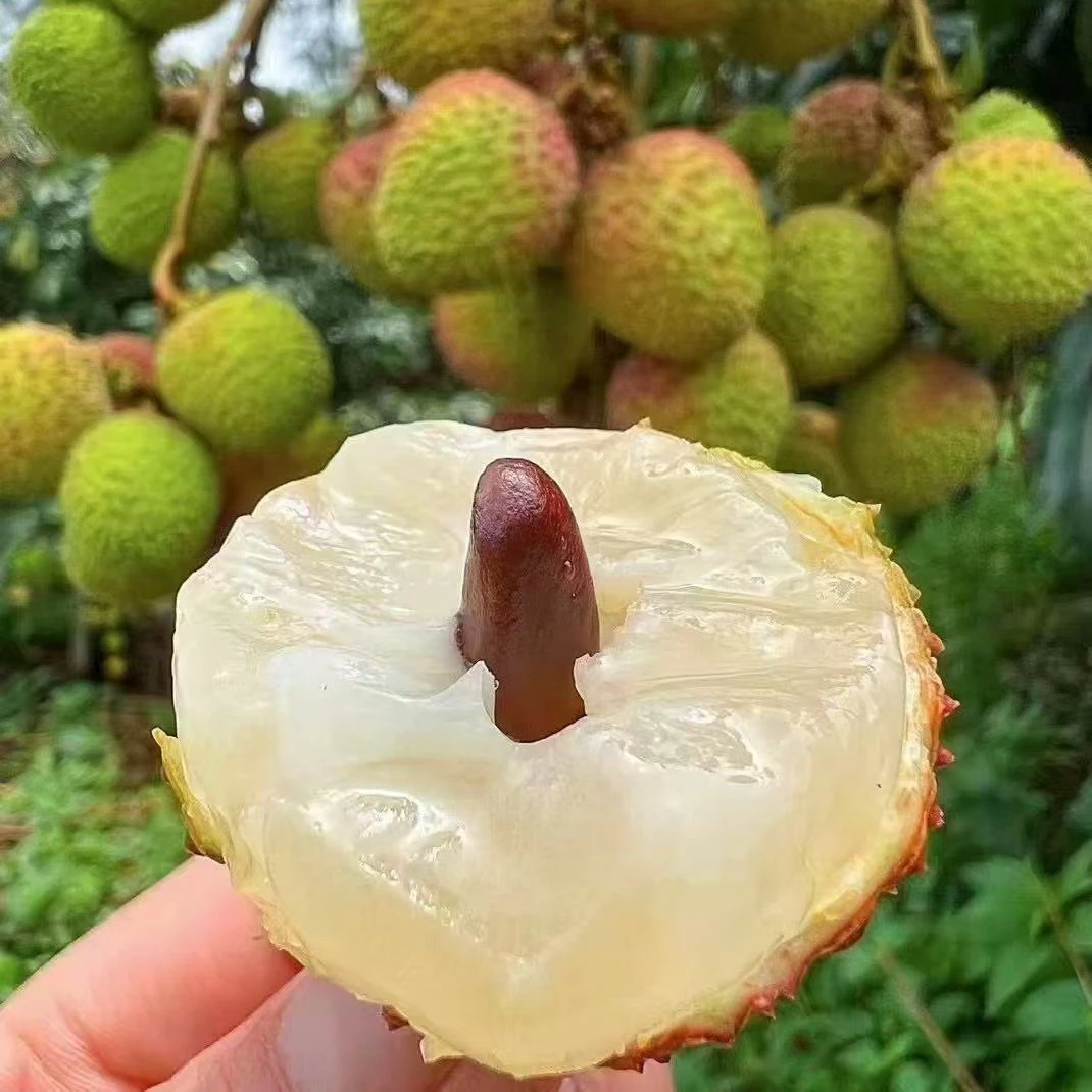 粤西荔枝妃子笑头茬新鲜水果现摘整箱5斤冷链发货