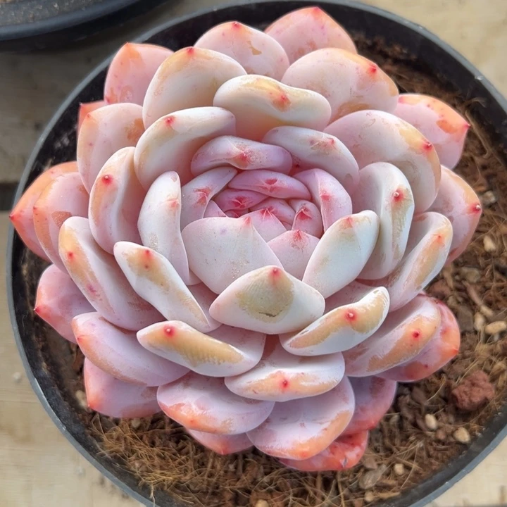 韩系橙梦露 不单独发