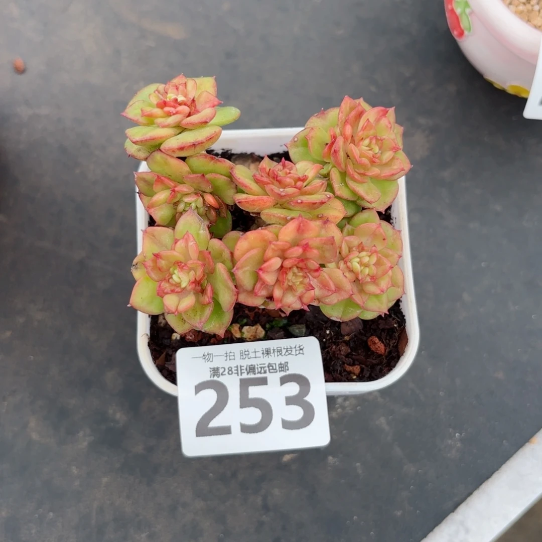 腊牡丹老桩无盆土发货