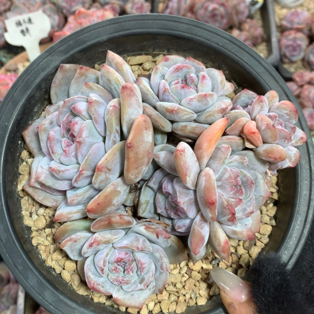 石榴籽哈哈哈哈哈哈13