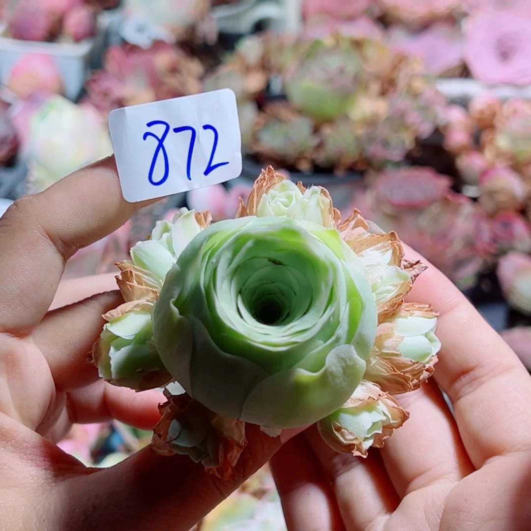 872春晓锦。
