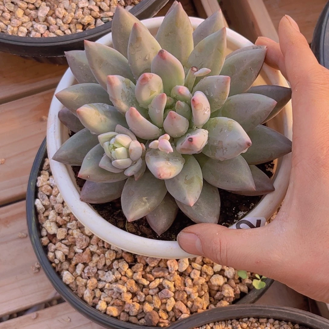 喧多肉植物胖体水晶球372