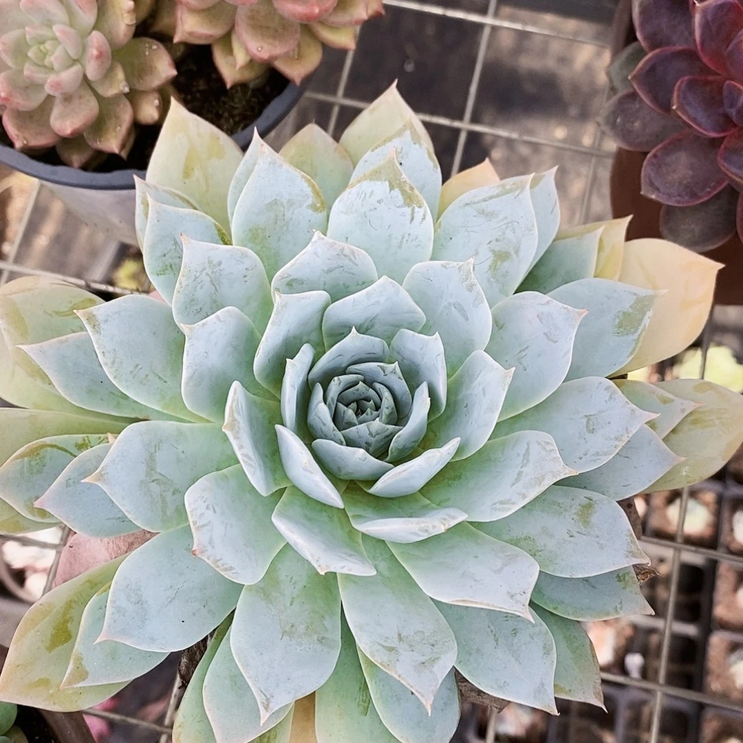 薄叶蓝鸟大单头莲花座