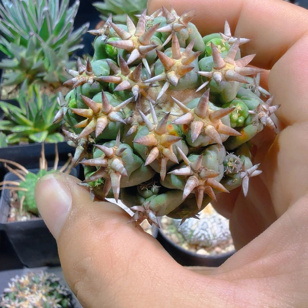 短豪刺獠牙多肉植物