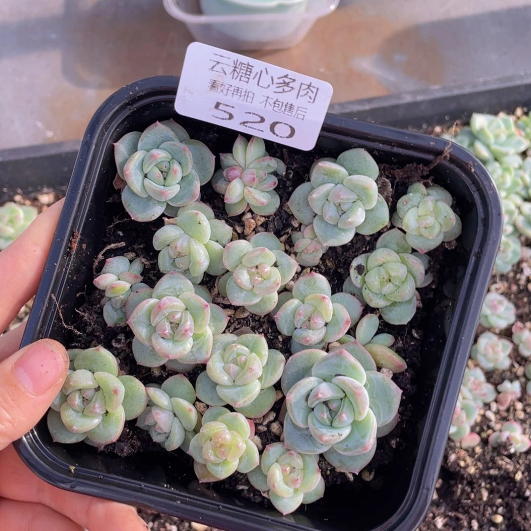 糕大上多肉植物520