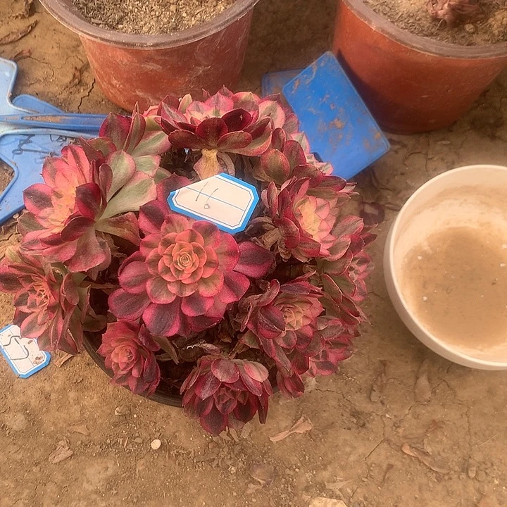 叶****8多肉植物倾城119