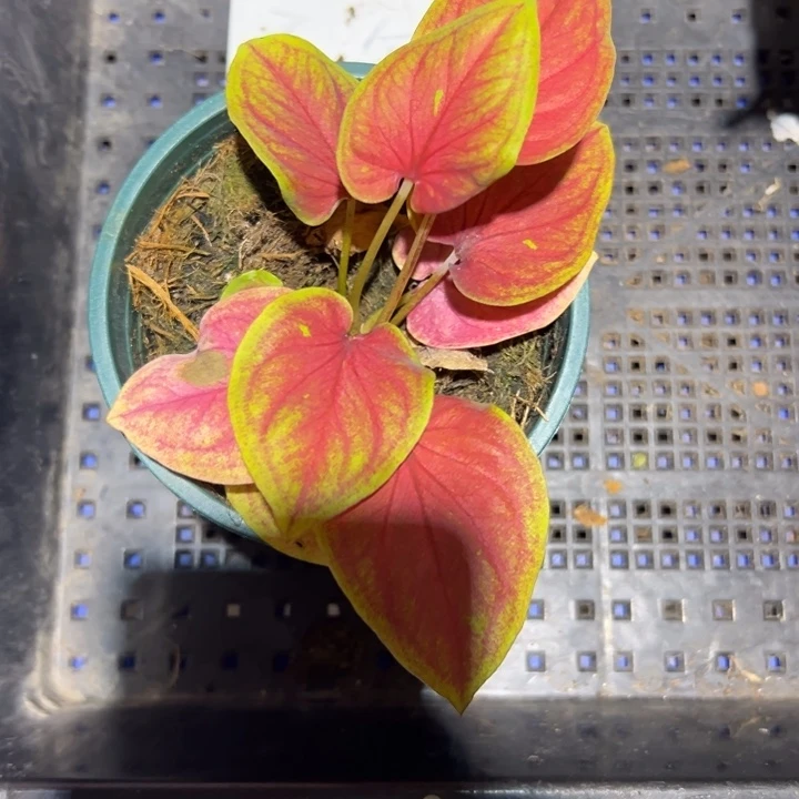 芝***果完全开放8892 孤品