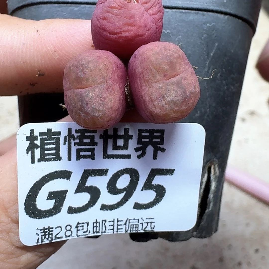多肉植物的人生gbnn