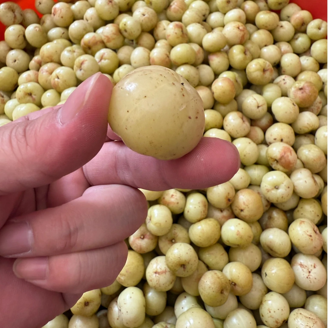 贝多芬选品三合甜种油甘两斤装