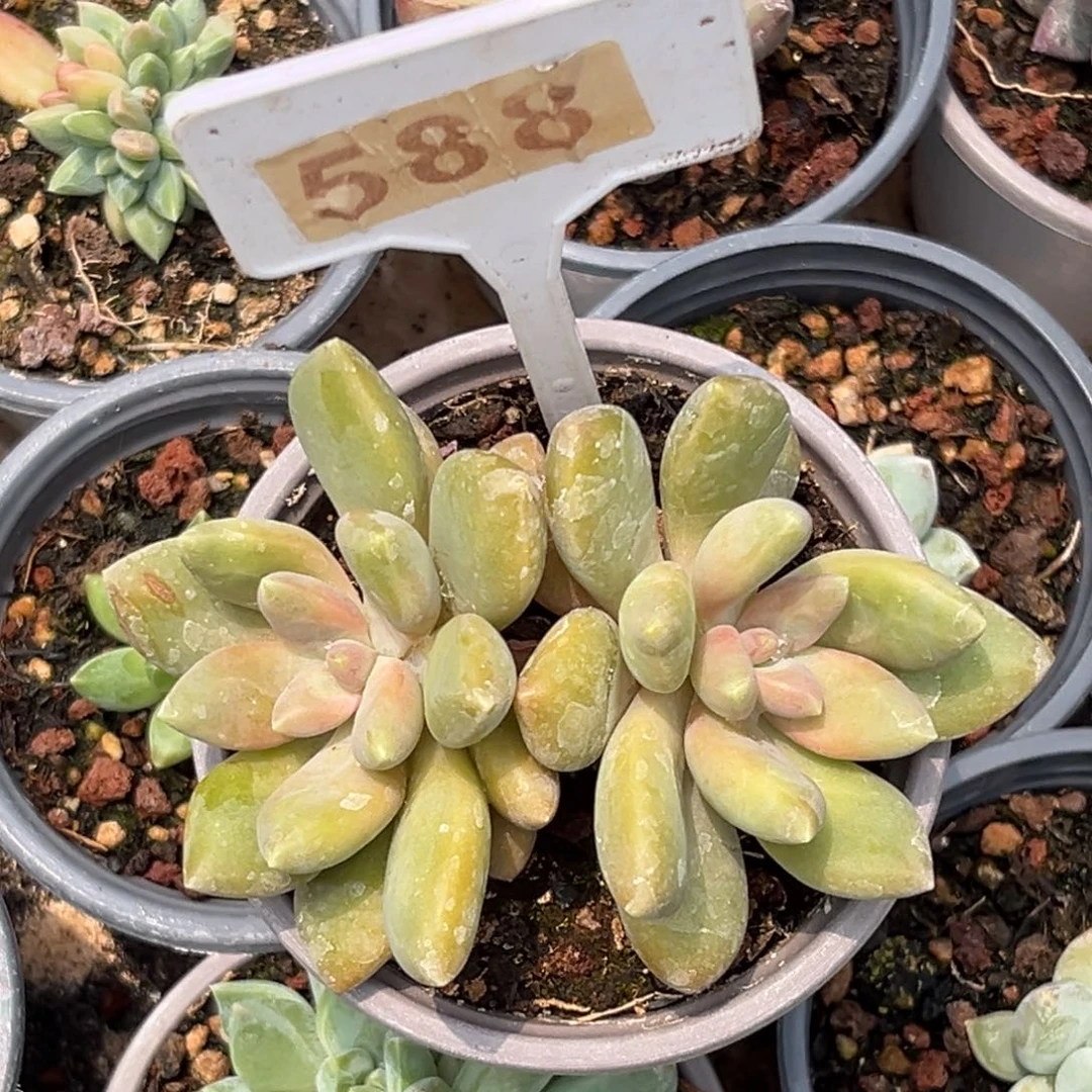 多肉植物丽莎花园588