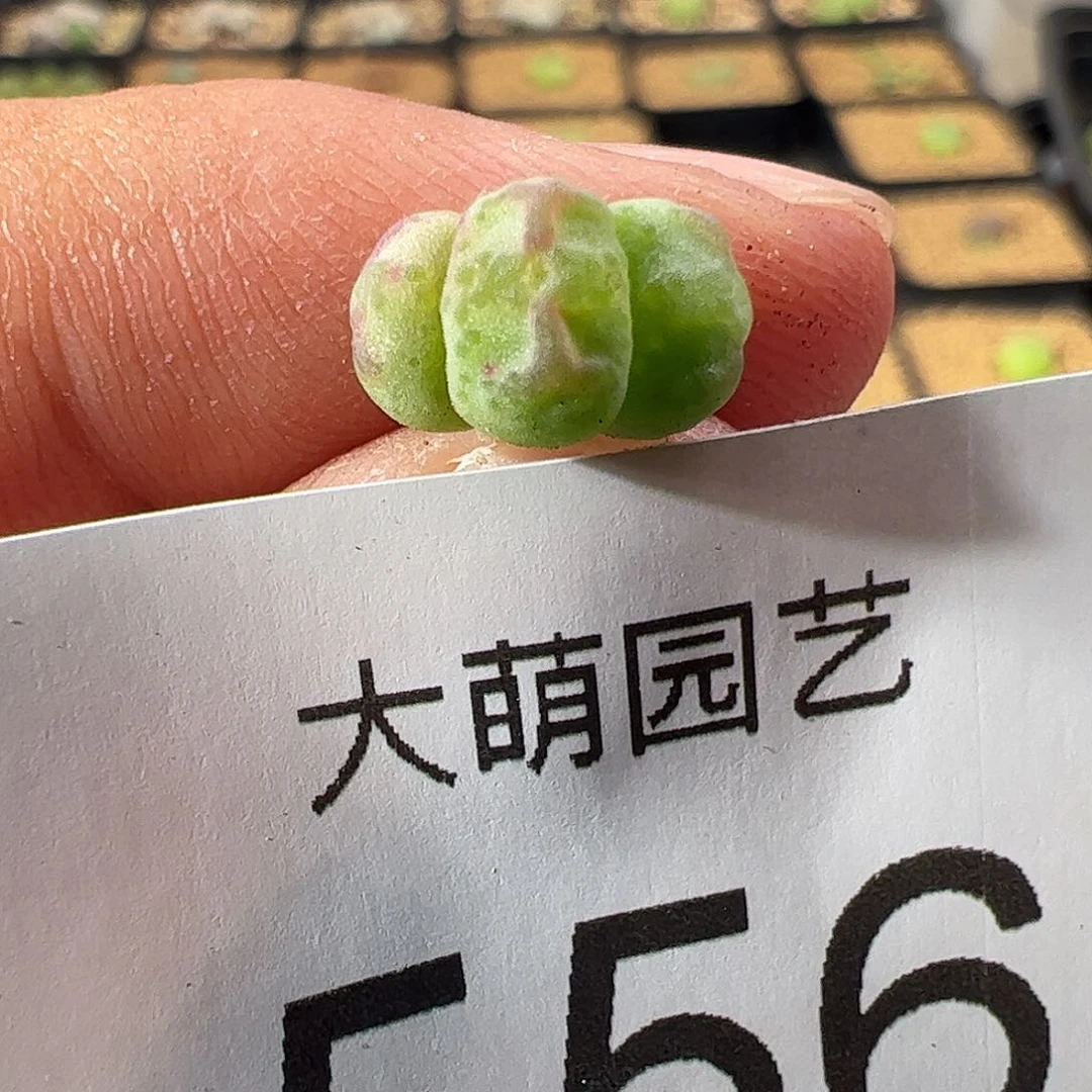0000一物一拍……556红线元宝