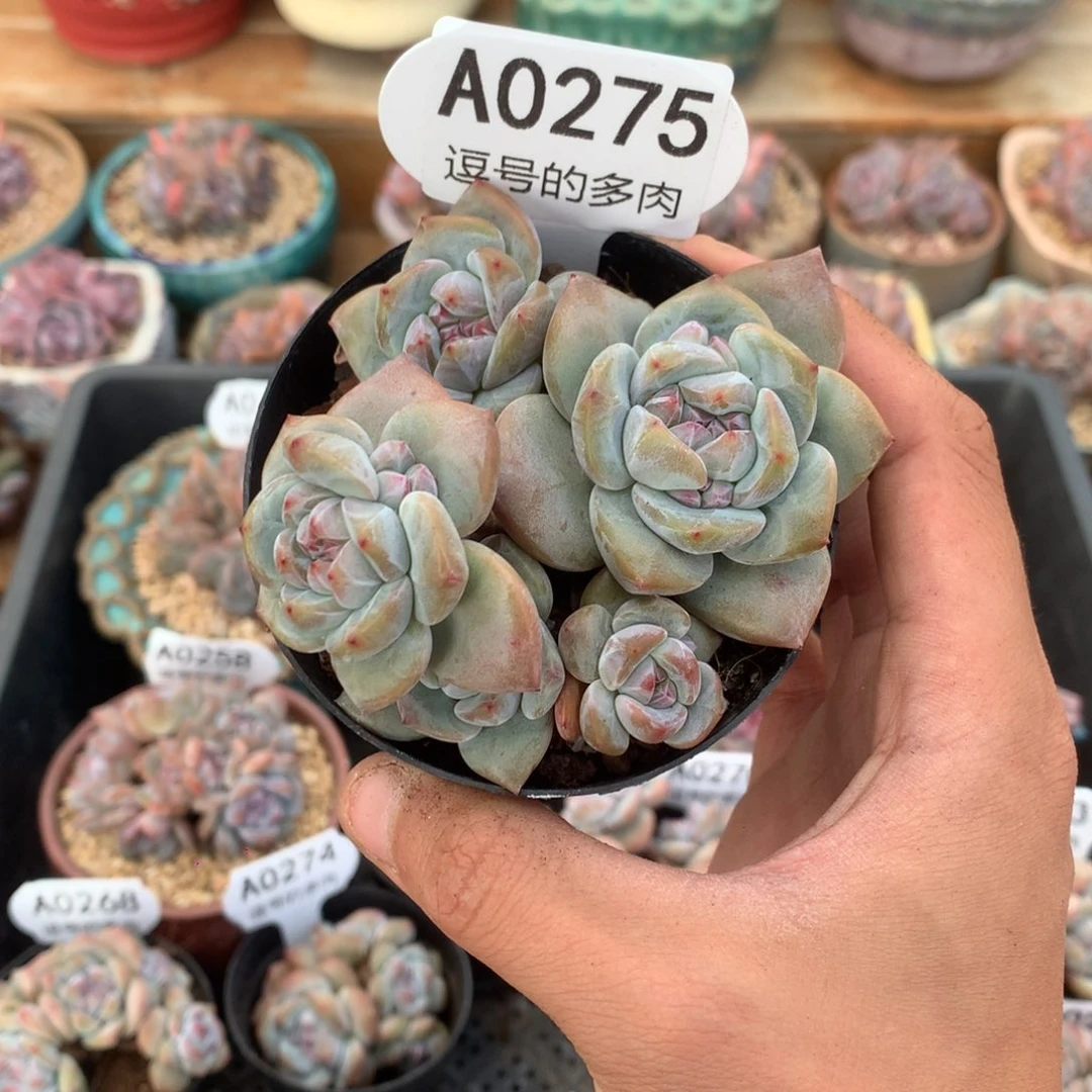 A0275 突尼斯 潜力股 有砍 8cm