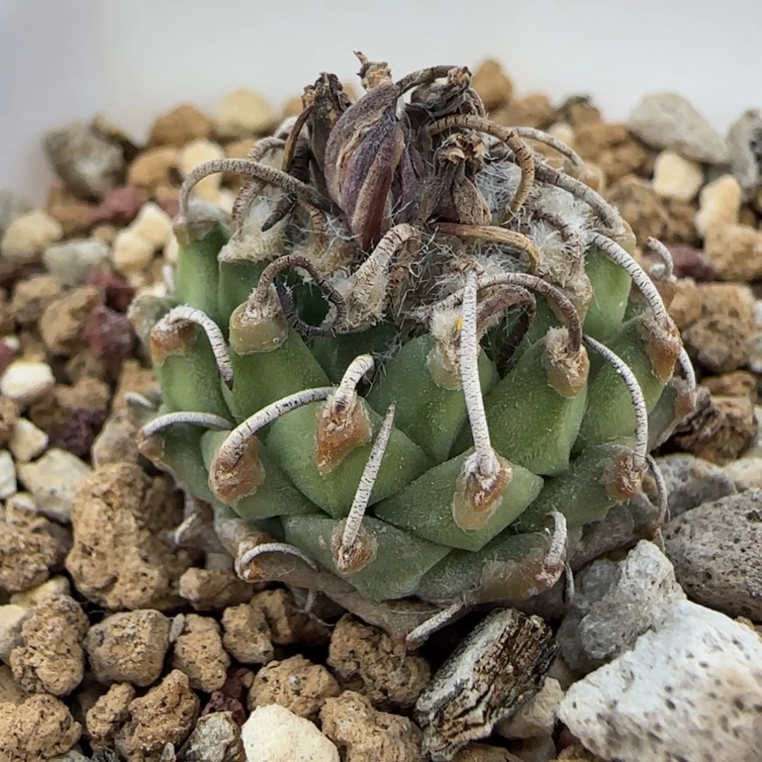 025实生焦糖尤安德森多肉2.4