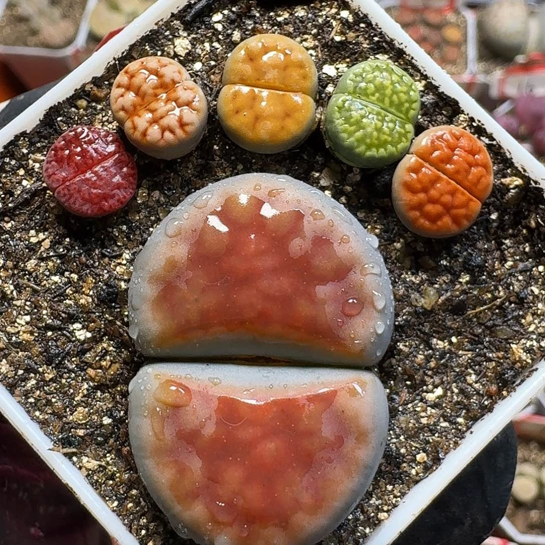 生石花333:：。   72