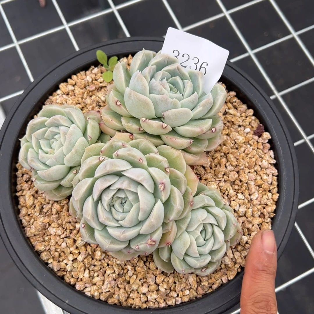 芙*3236多肉多多多多多多多