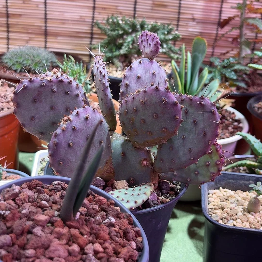 九*钉多肉植物圣利塔和索赞芦荟