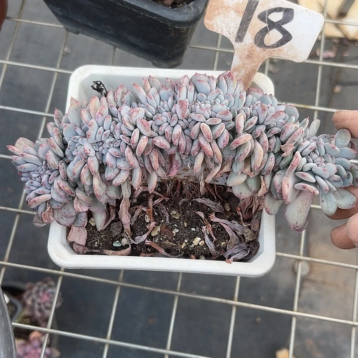 云***6两单包邮，一物一拍，18