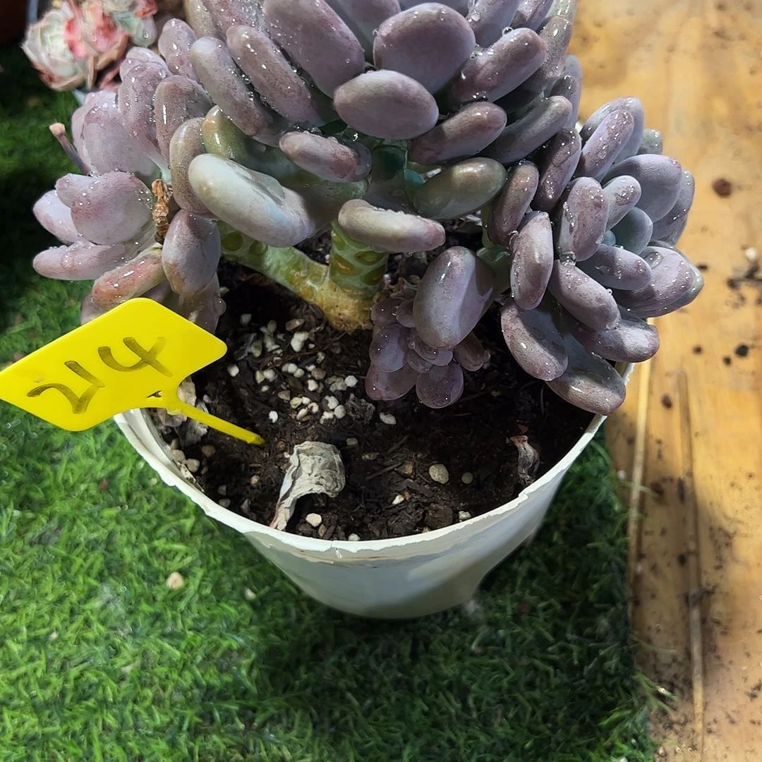 月美人老桩多肉植物