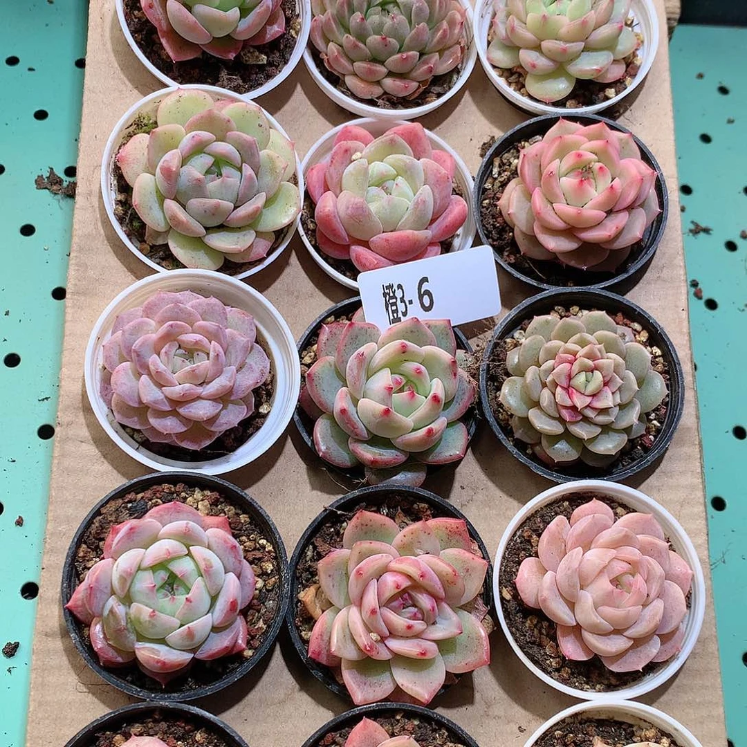 3-6一物一拍带盆18颗