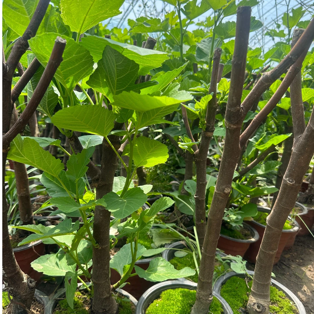 无花果树苗南北方盆栽地栽大果青皮耐寒耐热当年结果带土