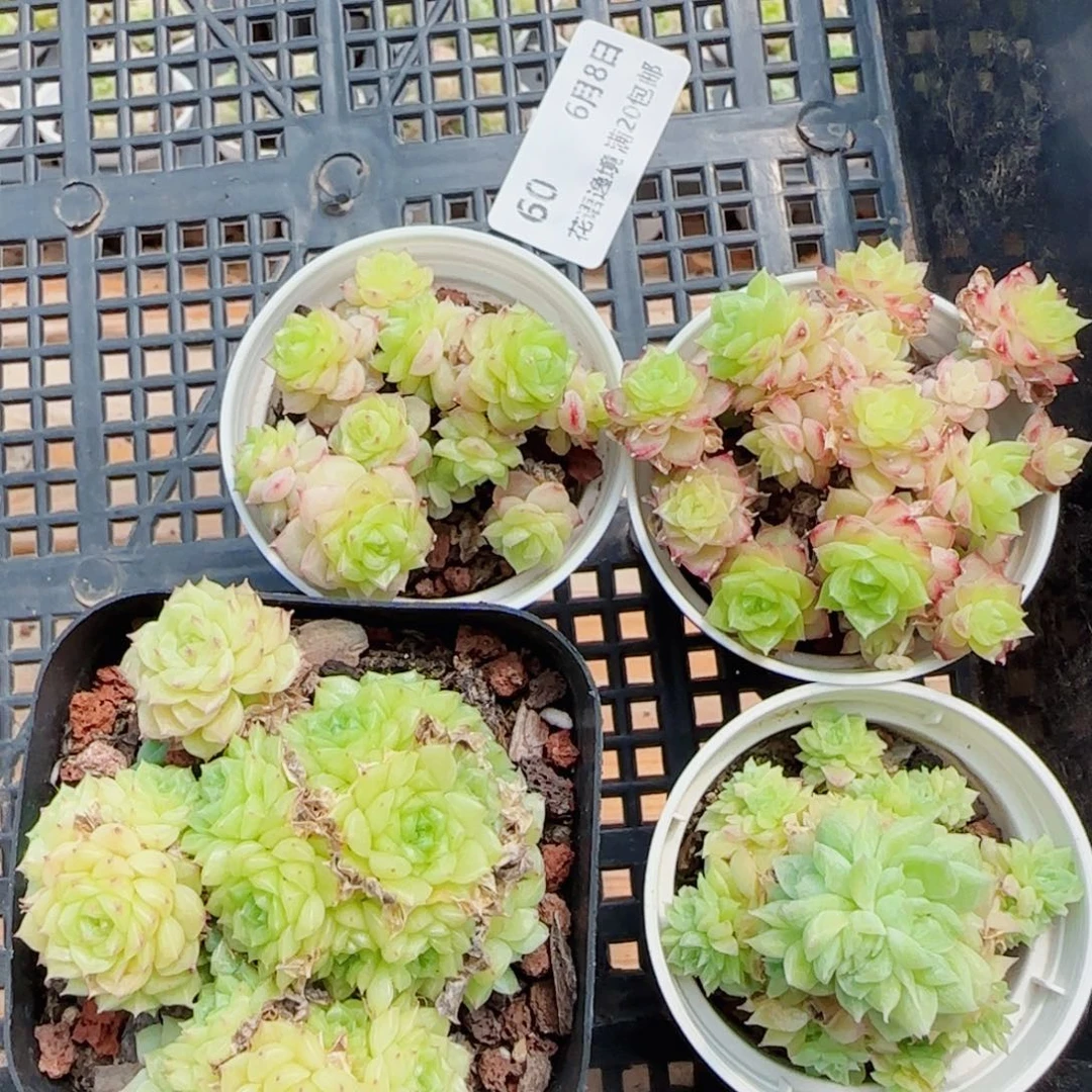 子*花语逸镜0608-60四个