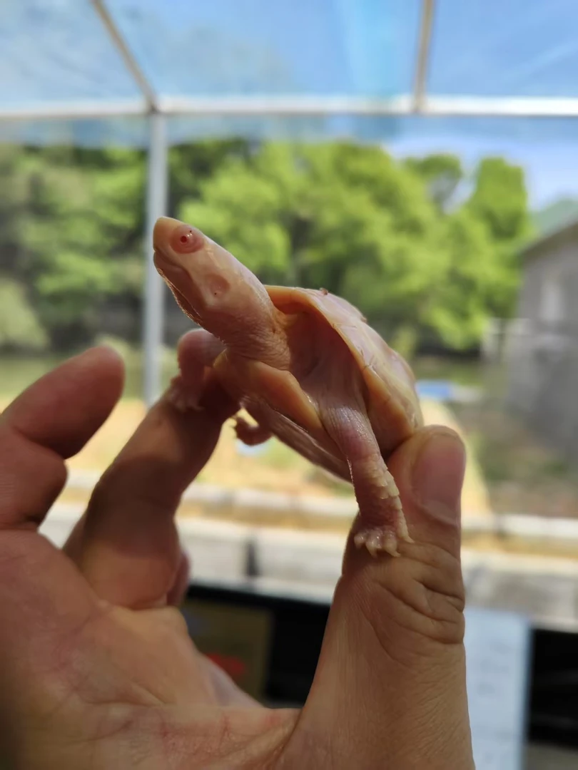 【白化草龟】中华草龟白化体宠物招财小乌龟