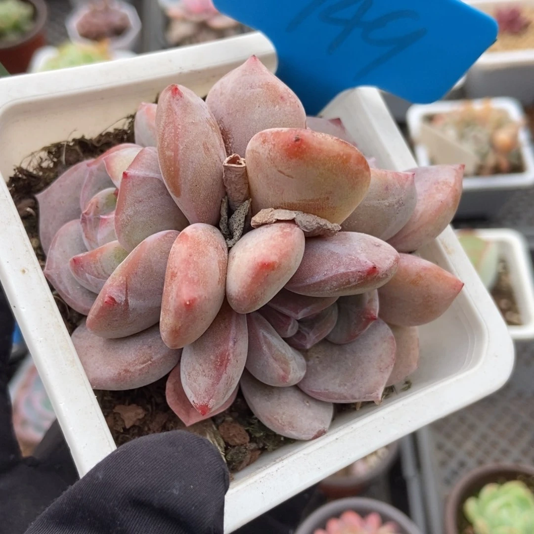 949石榴籽多肉植物