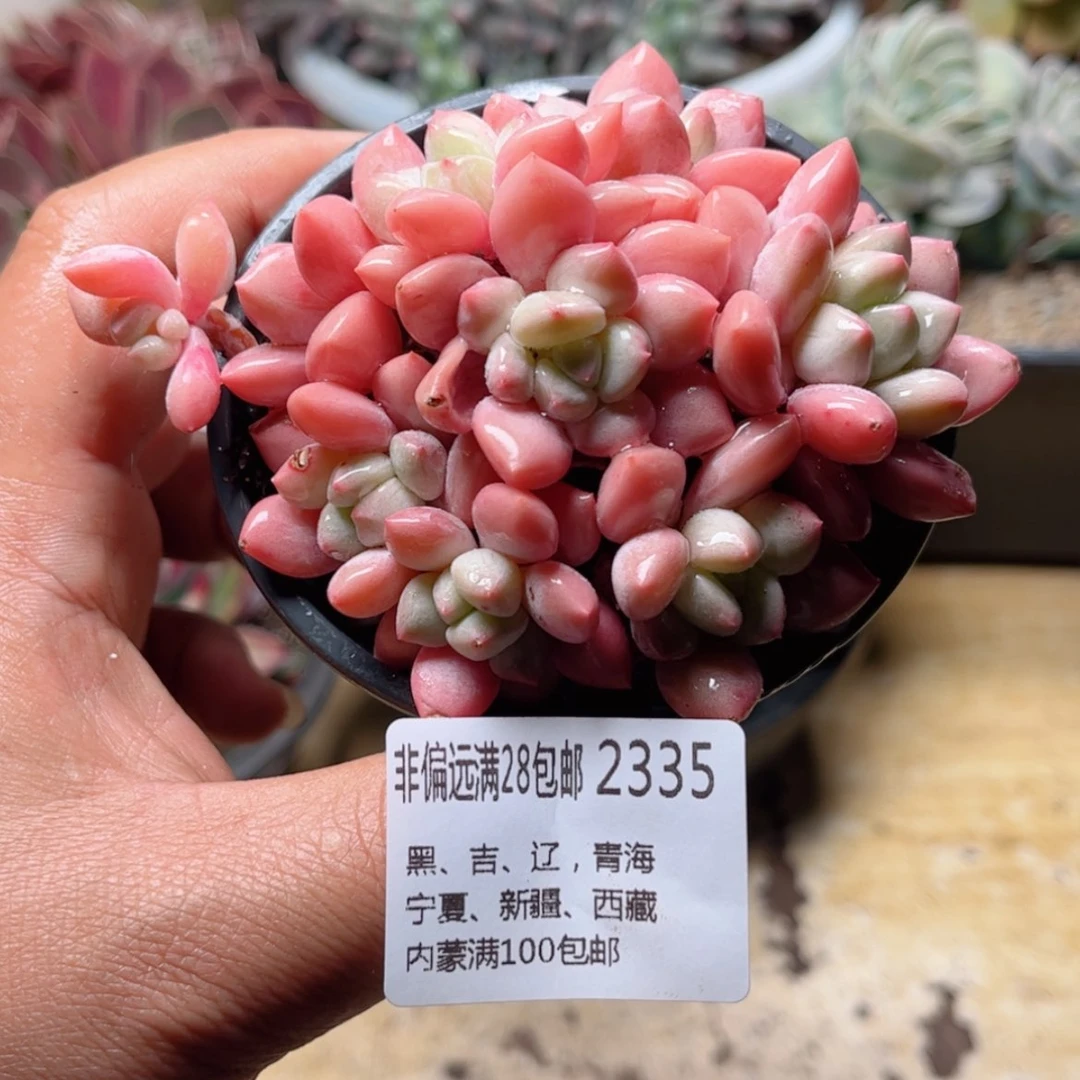 【闪购商品】2335拉丝雨