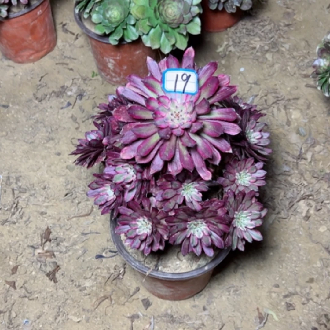 【闪购商品】马*马多肉植物紫霞19