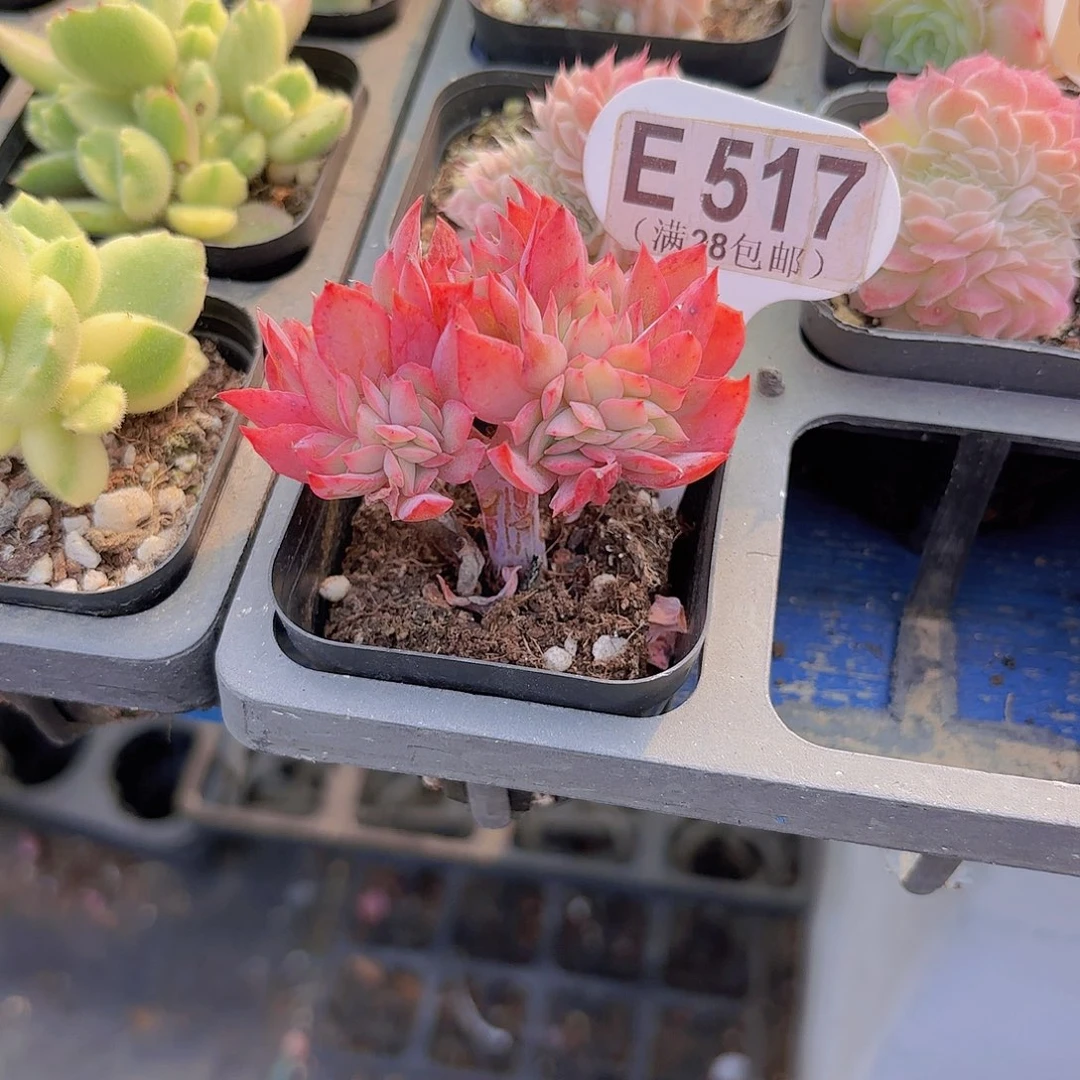 E517绮罗缀一物一拍