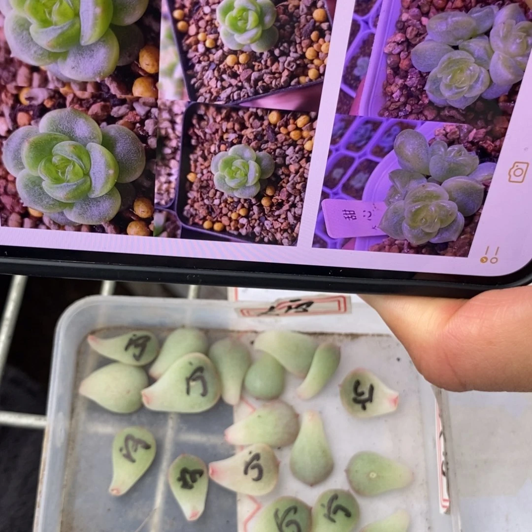 纯叶片大宁甜心一片多肉叶子