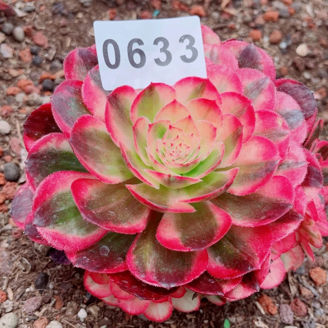 海神捧花开播福利