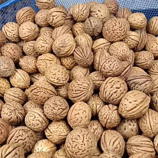 吊坠桃核野生山桃核圆核26元2斤随机发