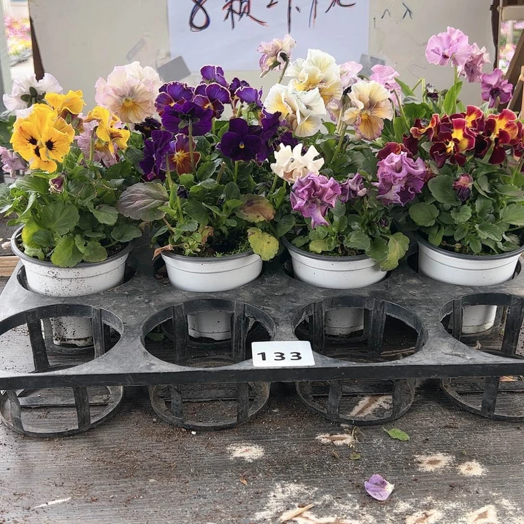 【闪购商品】133号