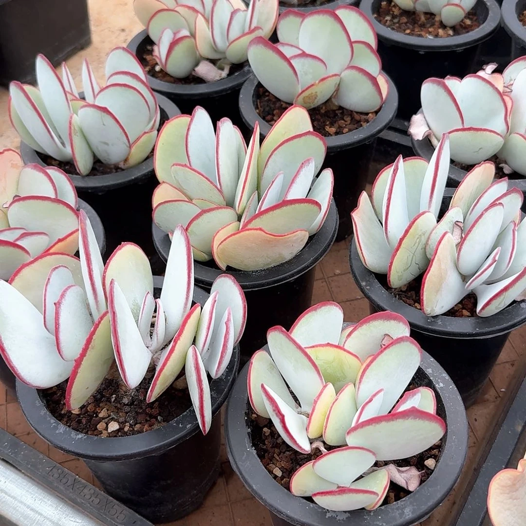 日系白眉整群可带盆土