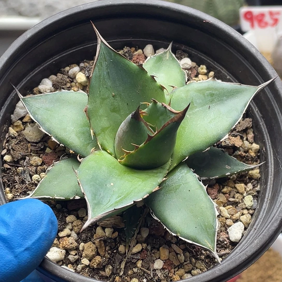 龙舌兰霍利达的仙人球