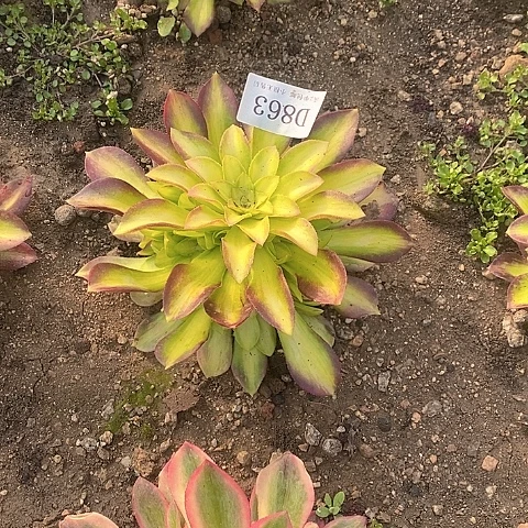 863韶华多肉法师锦