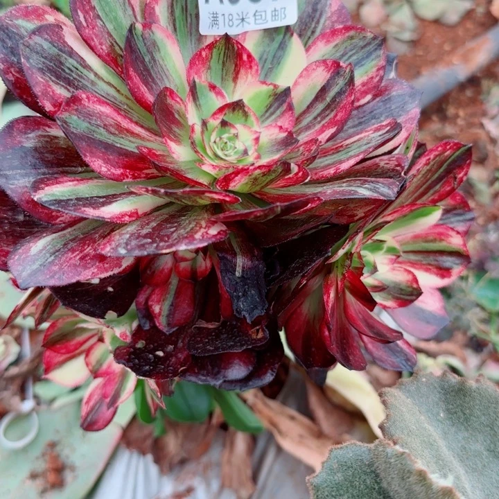 多肉法师伯爵朵朵