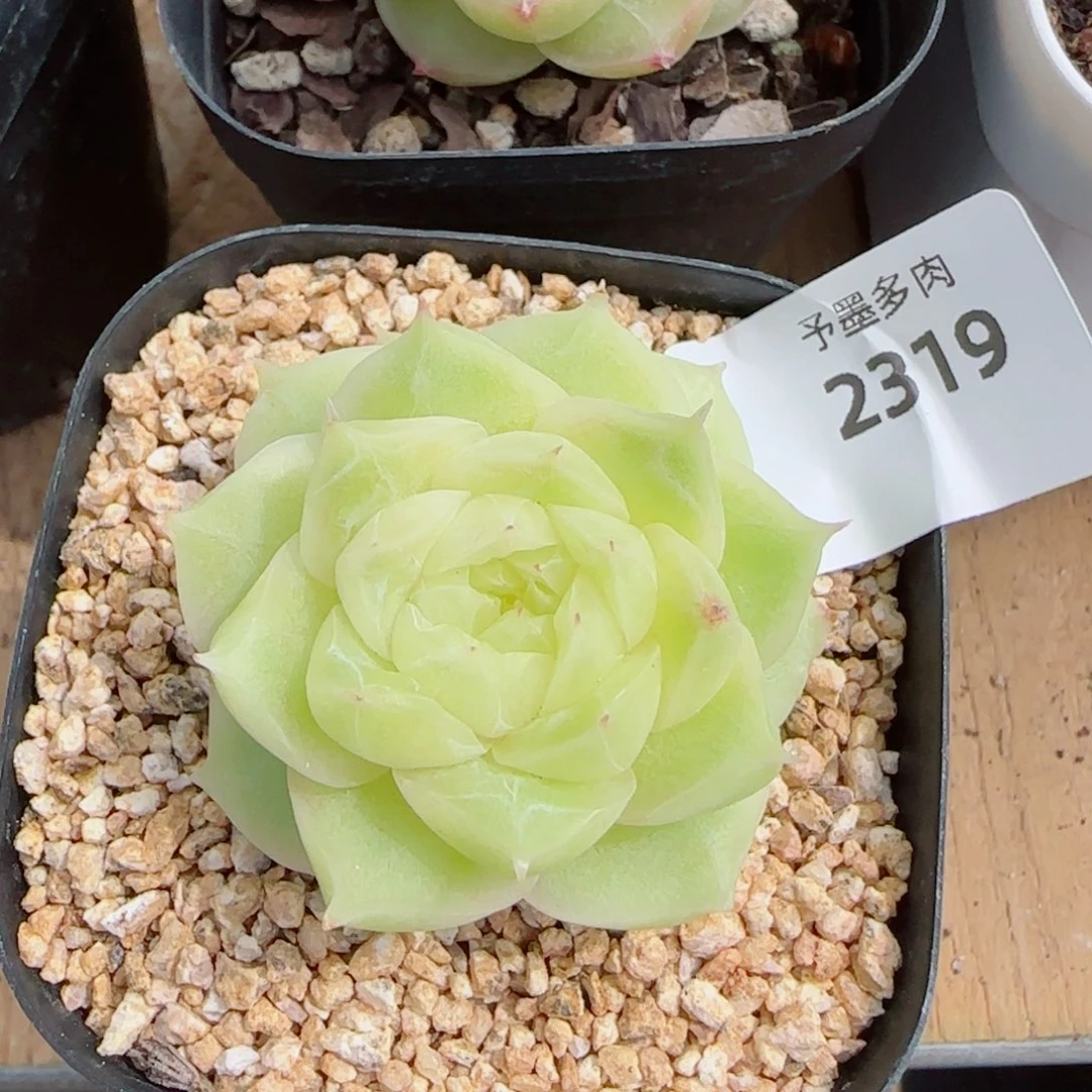 梨花白，2319多肉植物
