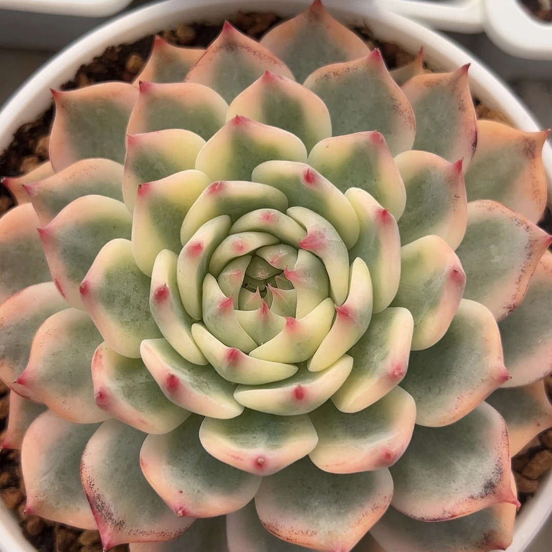 吉娃娃锦多肉植物
