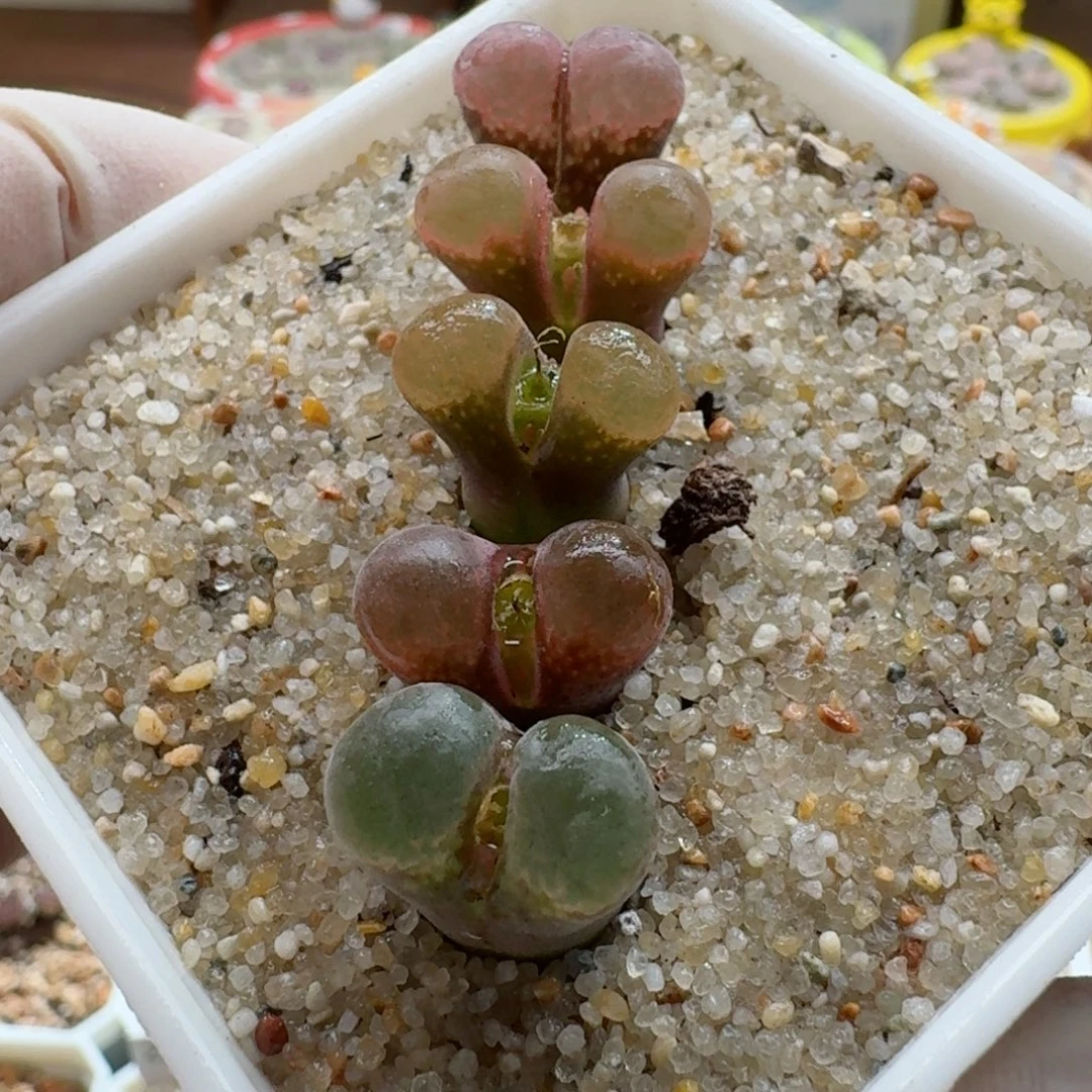 1101-010日系风铃