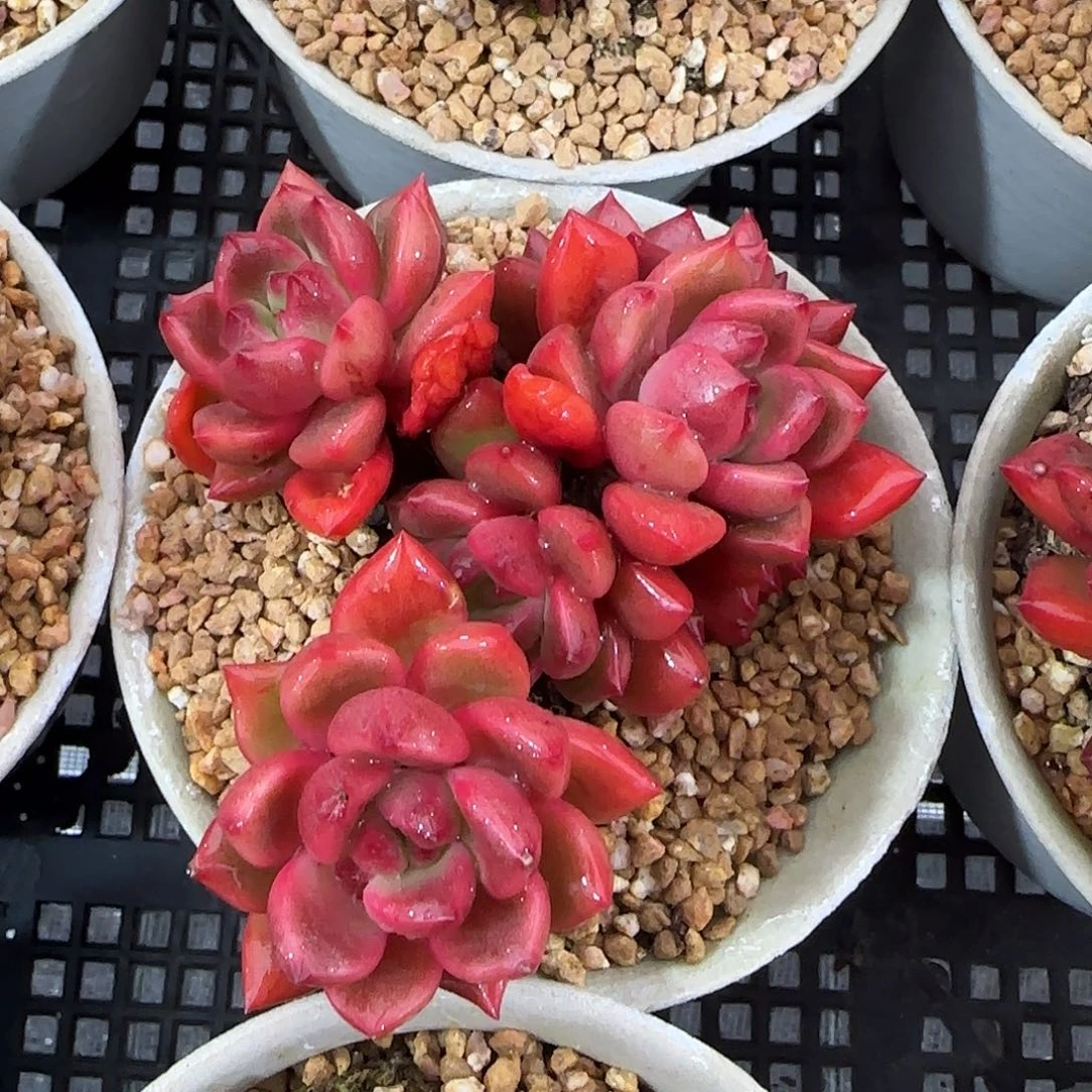 从前慢花园精选小红酒群