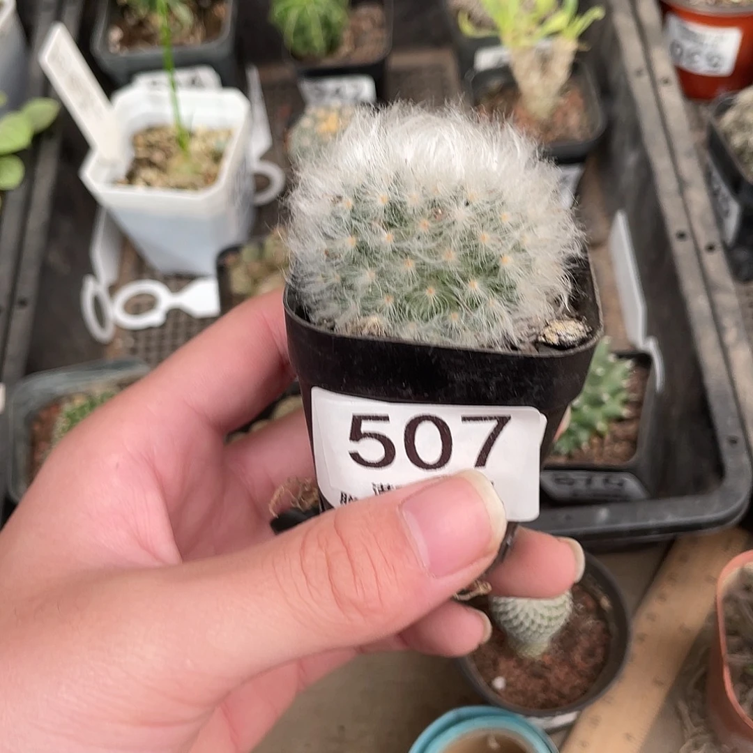 507白云高砂（满18包邮）