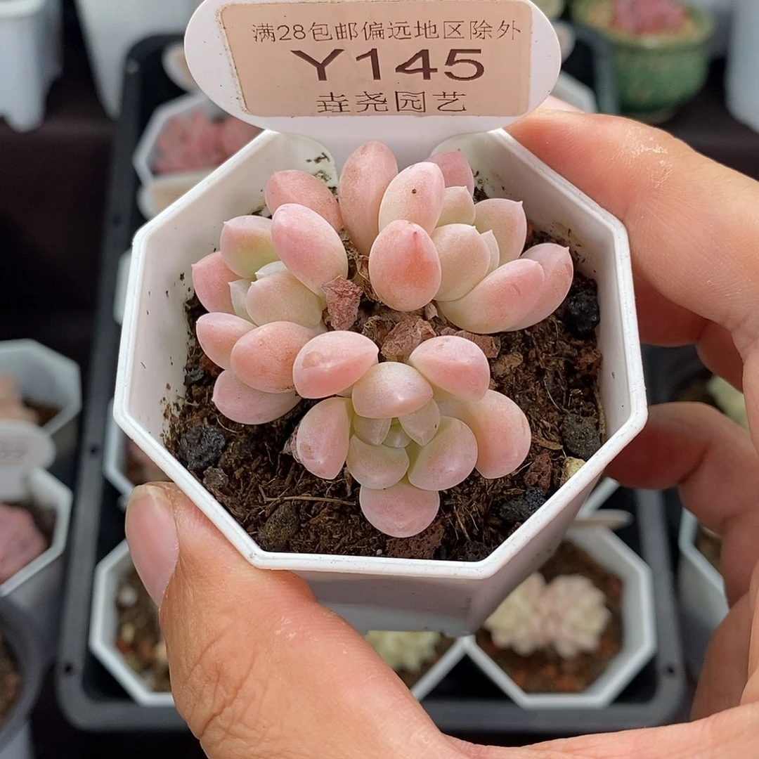 0145 奶糖群 4.5cm