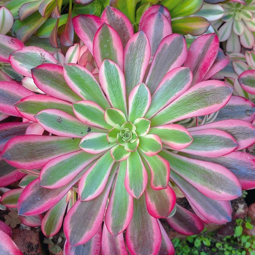 美杜莎多肉植物手捧