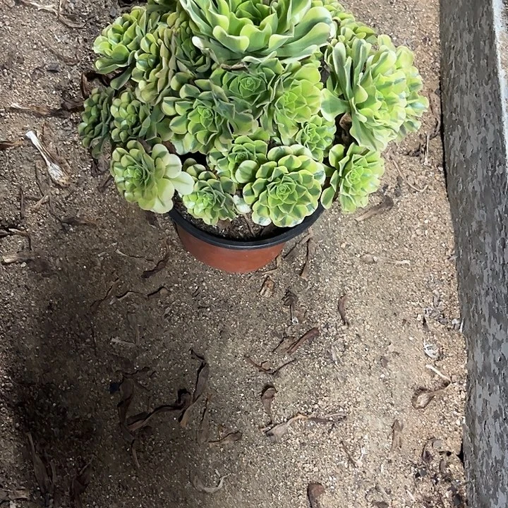 多肉植物绿豆沙锦……